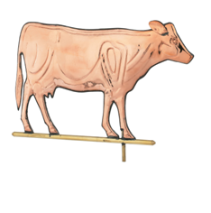 cow350.bmp