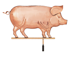 pig350.bmp